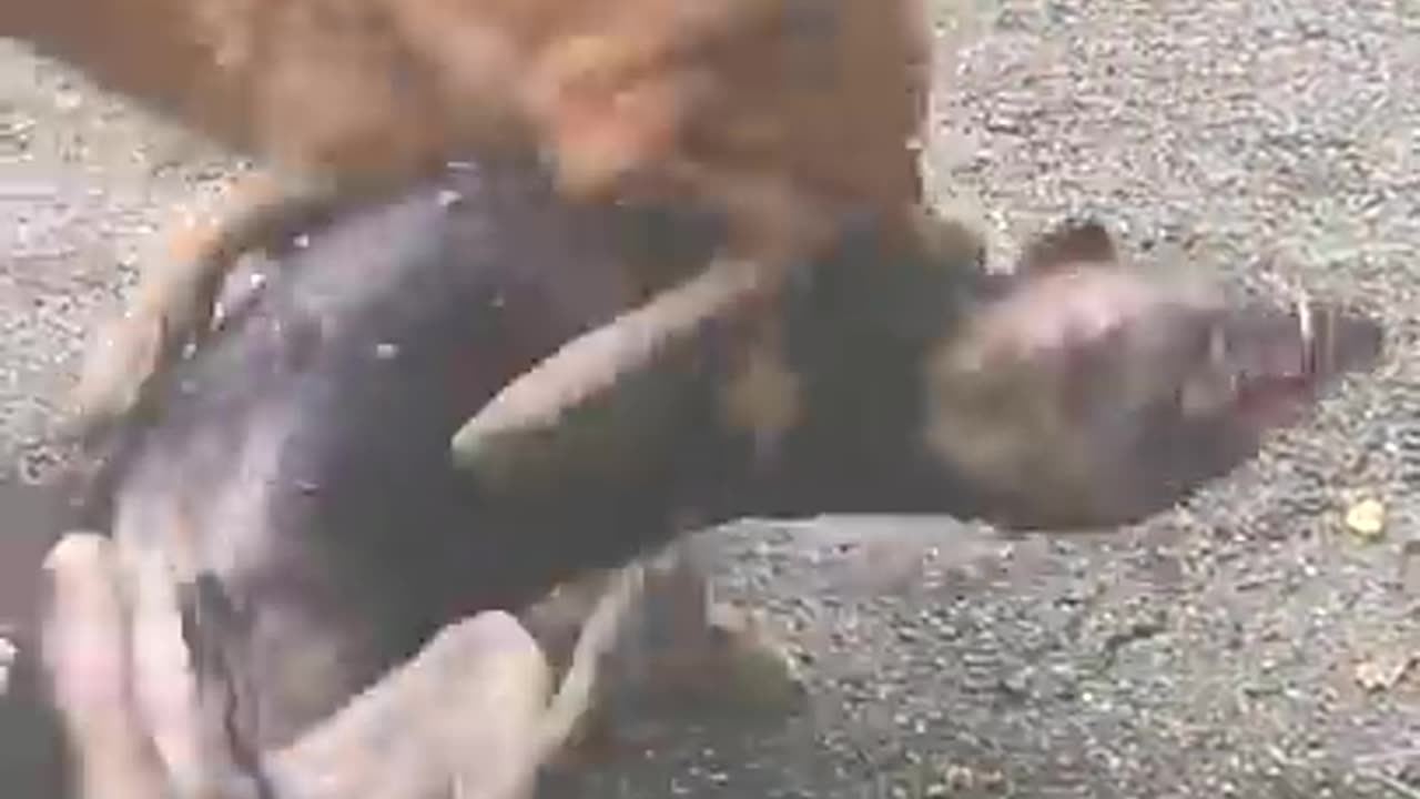 Dog Almost died in a fight