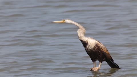 A bird trying to stand on a rock in the water