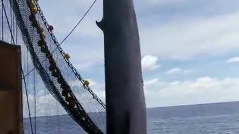 Giant fish accidentally caught by fishermen