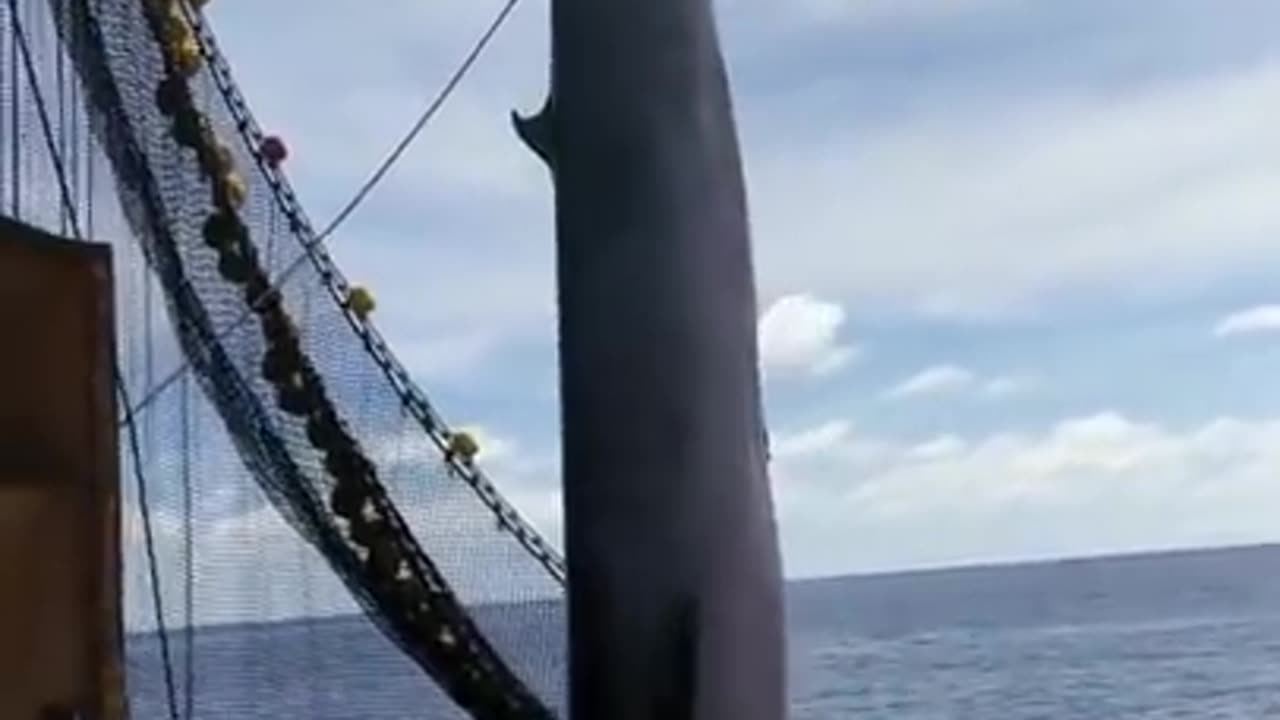Giant fish accidentally caught by fishermen