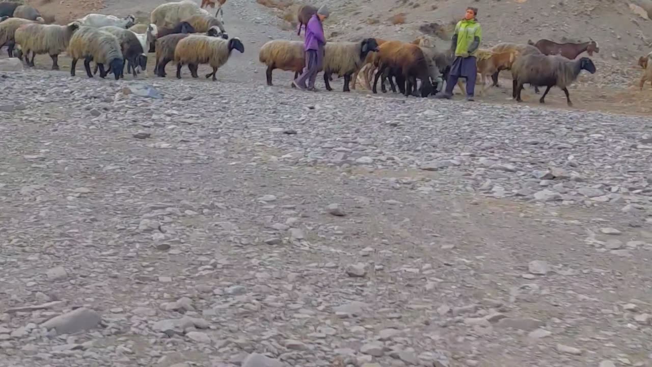 Wild village life