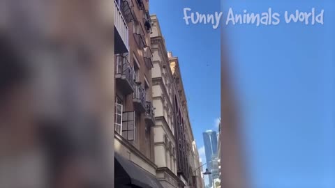 Funniest Dogs And Cats Videos 😅