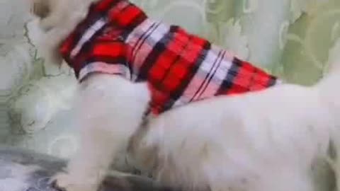 Cat funny walk