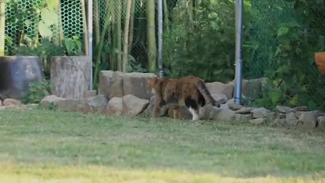 Mother Cat Disappeared With Kittens