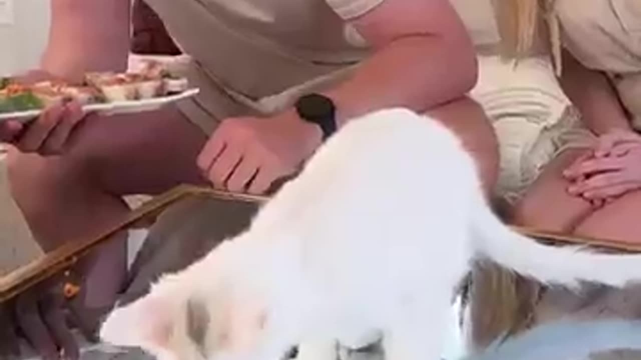 Funny cat with funny moments with Fudd