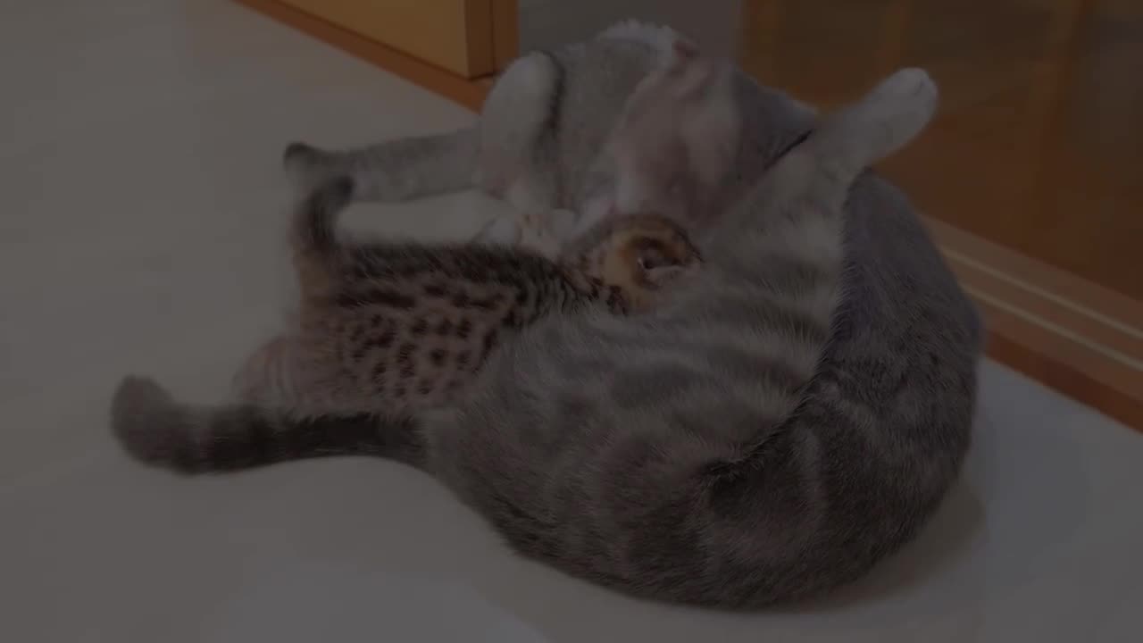 The kitten that punches its big brother and gets punched back is so cute