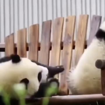 PANDA FELL OFF THE SWING "#Panda
