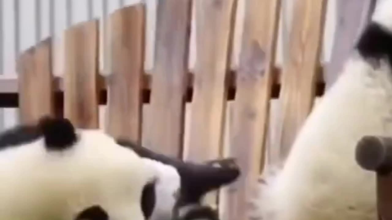 PANDA FELL OFF THE SWING "#Panda