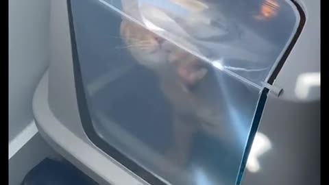 TikToks from https://www.tiktok.com/