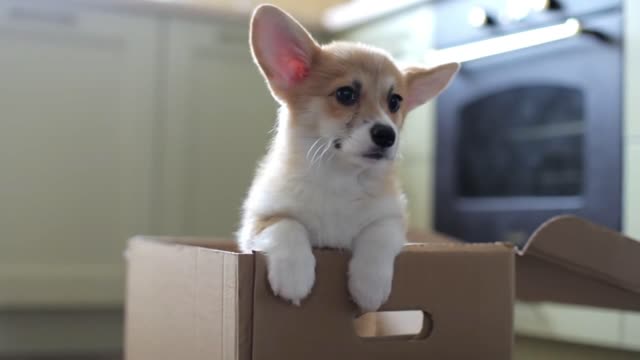 Welsh Corgi Puppy Sits in a Cardboard Box. Gift Puppy