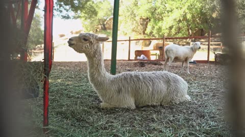 Llama Animal Peru