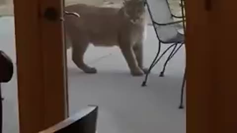 Hungry mountain lion approaches tiny dog.