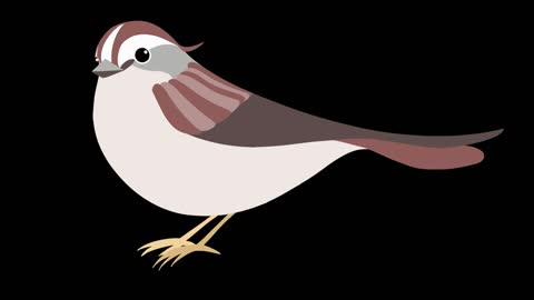 simple flat style animation insect animal sparrow mg