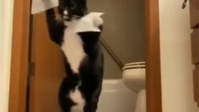 A Funny Cute cat jumping.