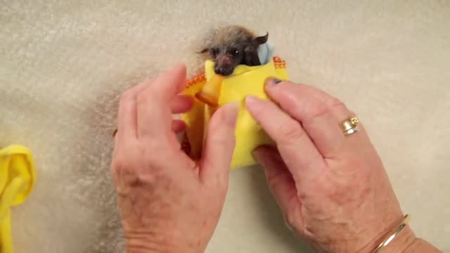 Baby Bat Burritos