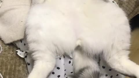 Funny pet video cat