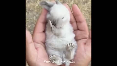 Amazing and cute pet videos, try not to laugh