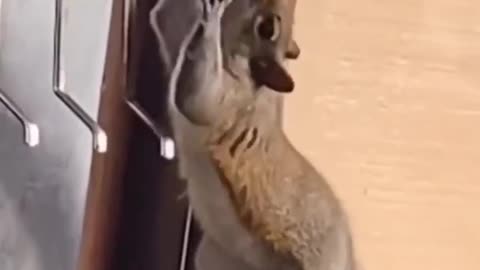 Funny animals video