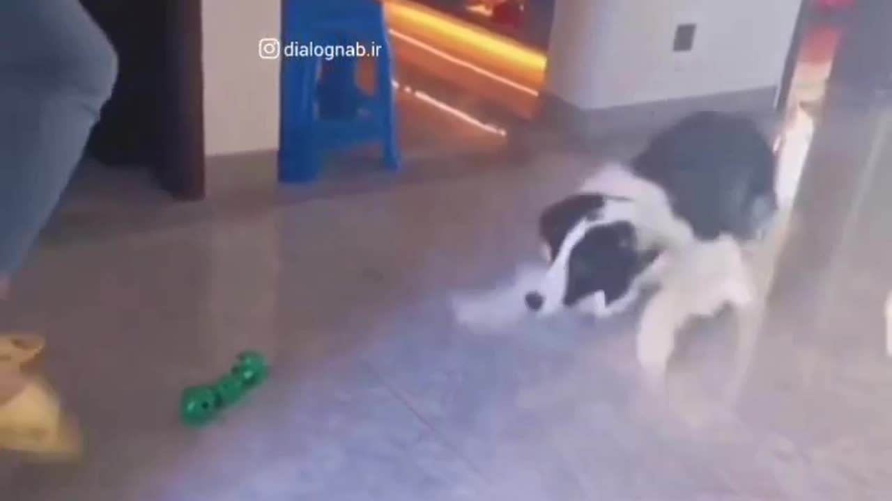 Dog's Concentration