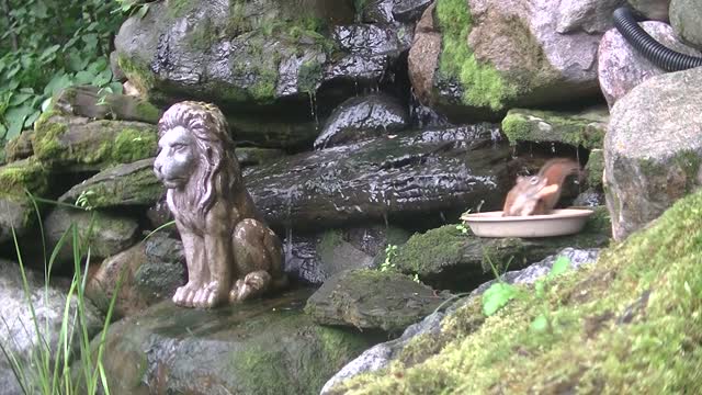 Hungry Squirrels run through waterfall to get food!