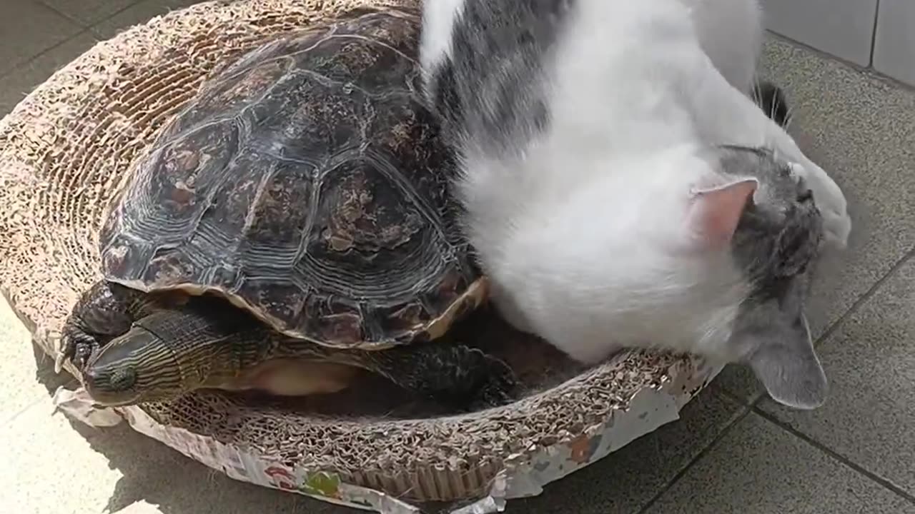 Cat and turtle fight