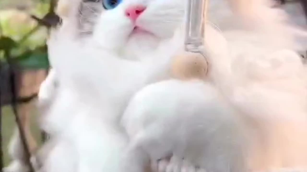 Cute cats with his cute expression