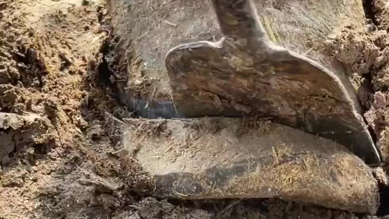 Horse hoof trimming satisfying video