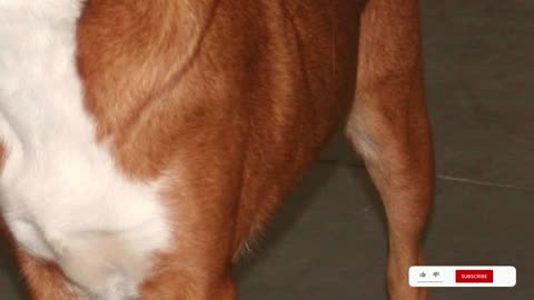 Unleashing the Charm: A Comprehensive Guide to the Austrian Pinscher Dog Breed
