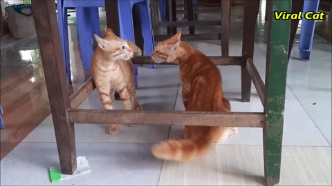 Cats Fighting and Meowing - viral cat