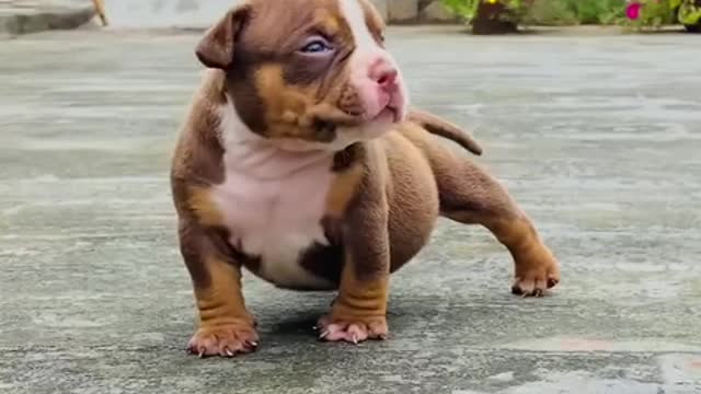 Short video#dog short video#pitbull dog short video#dog new short video 2021#