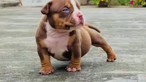 Short video#dog short video#pitbull dog short video#dog new short video 2021#