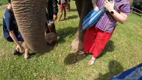 Feeding Happy the Elephant and her friends