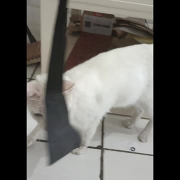 MIAW AT OFFICE PLAYING WITH SOMETHING ON ME