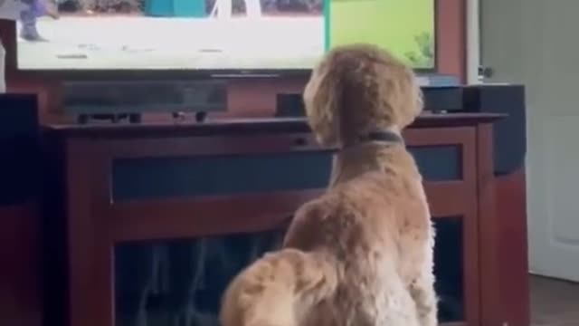 When Dogo acts as human.... 😂😂