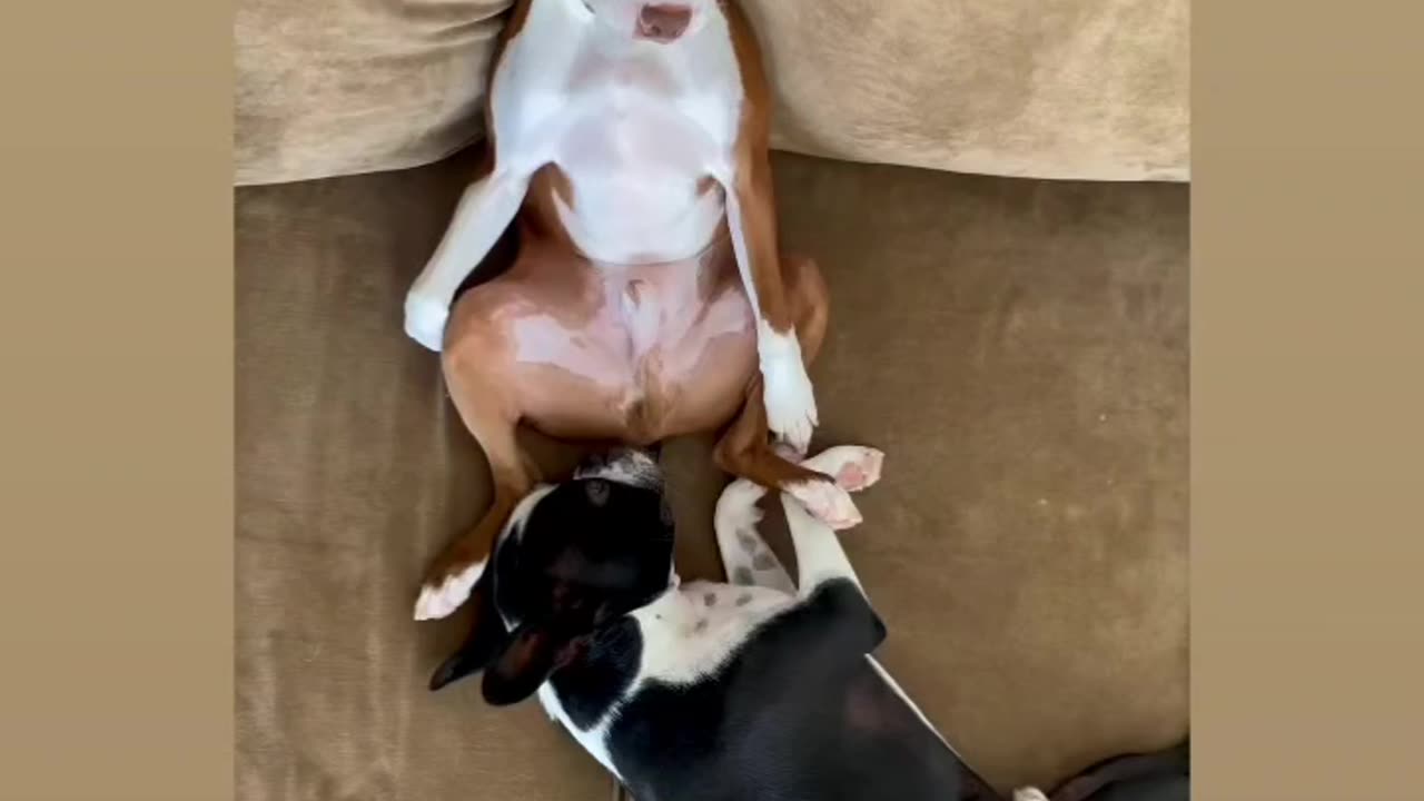 Dog funny ( follow me for more videos)