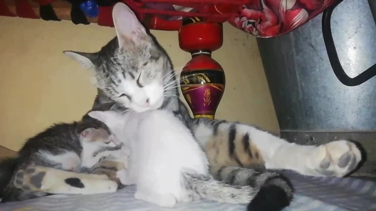 This cat have tow little baby citten