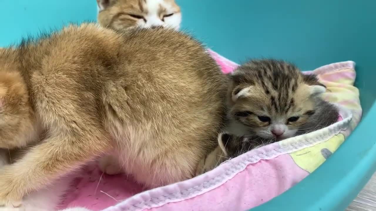 Leave me some milk! - adopted kitten attacks mother cat while her kittens are sl