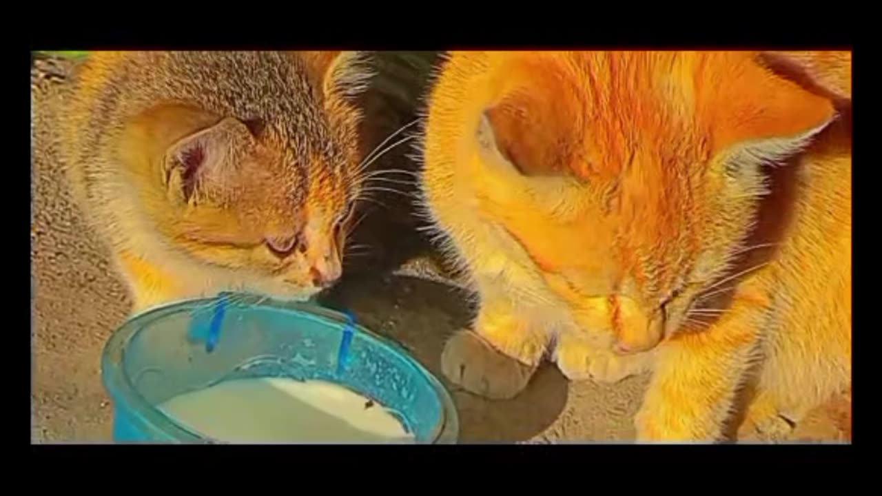 Petting Stray Cats | Cute cat vedio