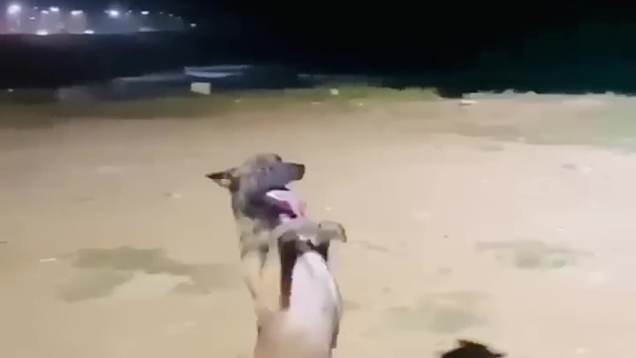 Dog Funny dance