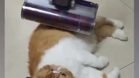 Cat funny video 😹😹