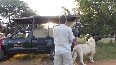 Naughty WHITE LION Jumps on Car #lion #animal #wildlife