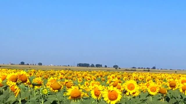 A sunflower field🌻🌻🌻