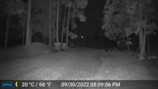 Mountain Lion Watching from the Main Gate