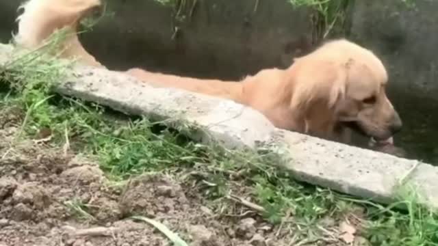 Number Five: Sometimes you need to be like a Golden Retriever.