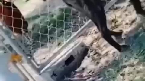 Cat and dog funny video