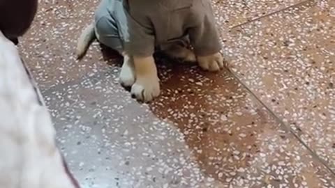 - Funny dogs
