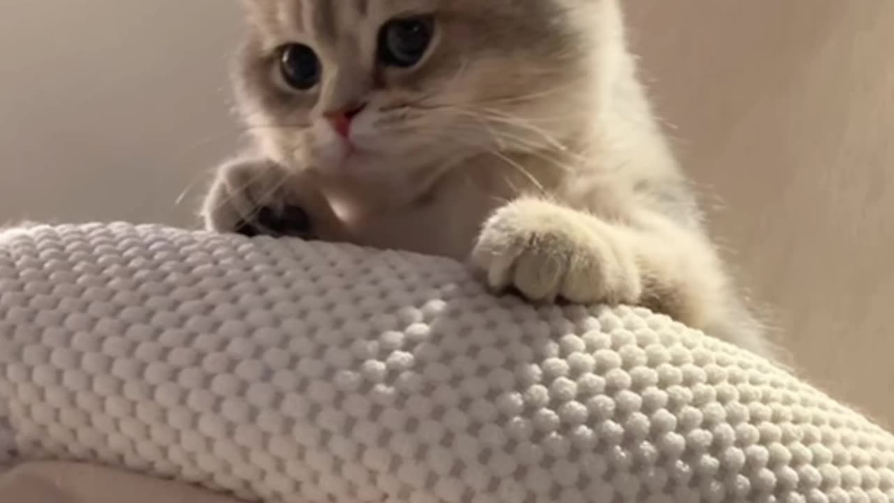 Cute cat viral cats