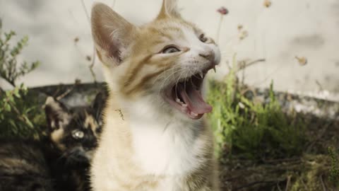 A kitten yawning