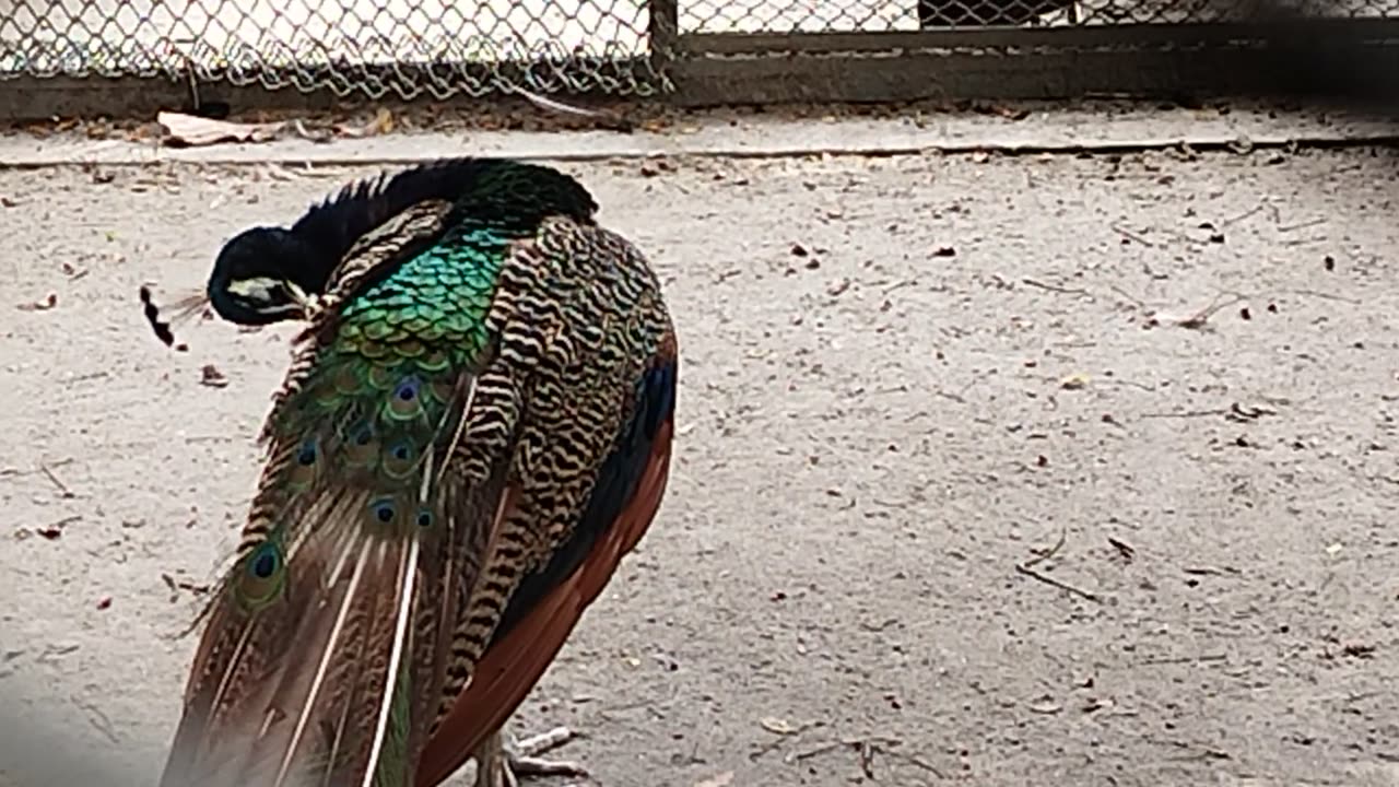 Peacock walking