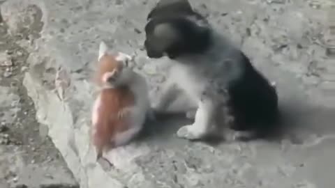 Hi